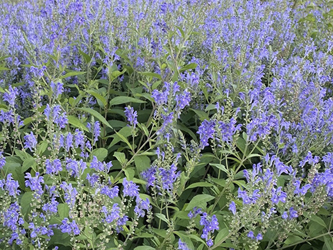 A group of purple flowers
Description automatically generated with low confidence