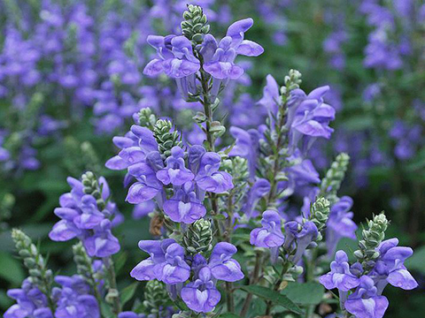 A close up of purple flowers
Description automatically generated with medium confidence
