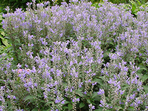 A field of purple flowers
Description automatically generated with medium confidence