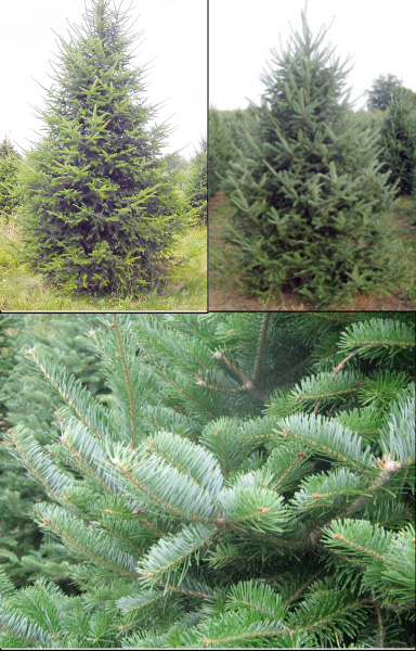 Abies balsamea