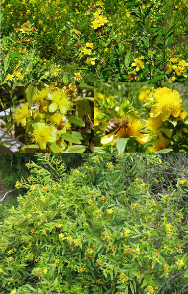 hypericum prolificum