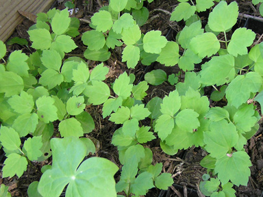Dolls eye seedlings