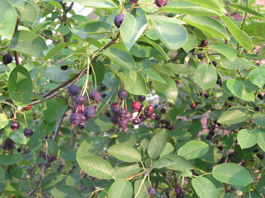 Grey+dogwood+shrub