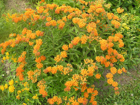 butterfly weed