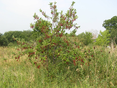 Chokce Cherry