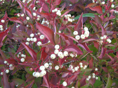 Grey dogwood