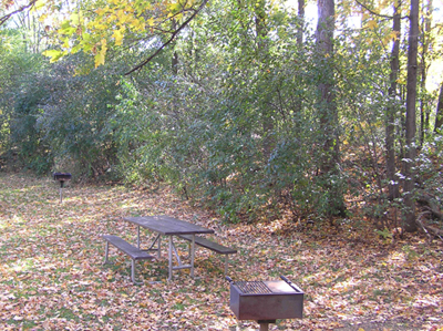 Buckthorn