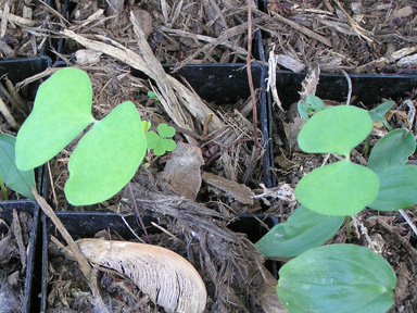 Twin leaf seedlings