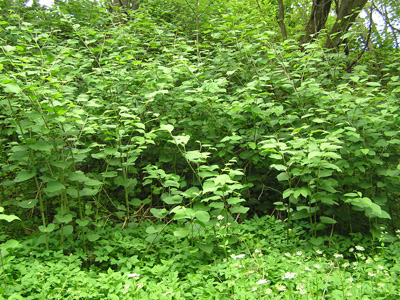 Knotweed