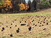 Meadow planting