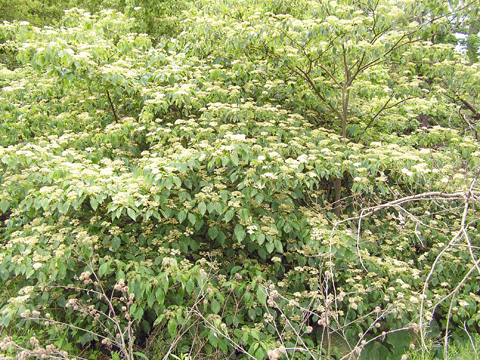 Pagoda dogwood