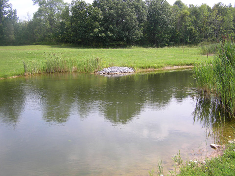 Pond planting