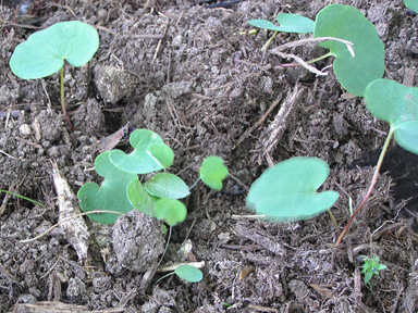 Blood root seedlings