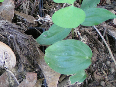 False solomon seedlings