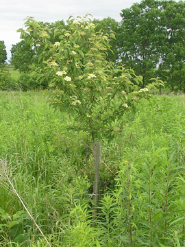 Shrubs after 4 years