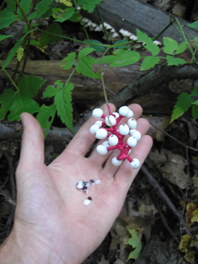 dolls eye seed