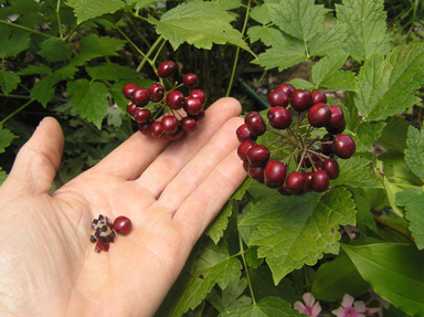 red baneberry seed