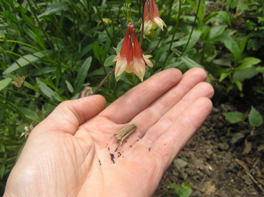 aquilegia seed