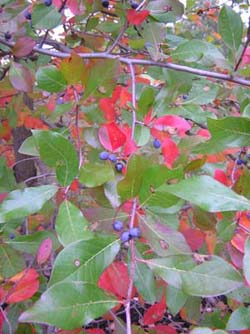 White Oak Nursery Native Trees Shrubs