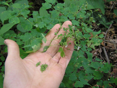 early meadow rue seed