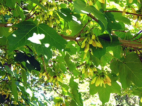 sugar maple seed