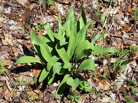 wild leek plant