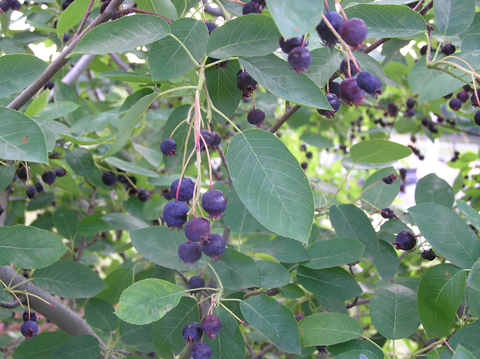 Serviceberry fruit