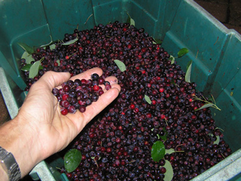 Amelanchier fruit