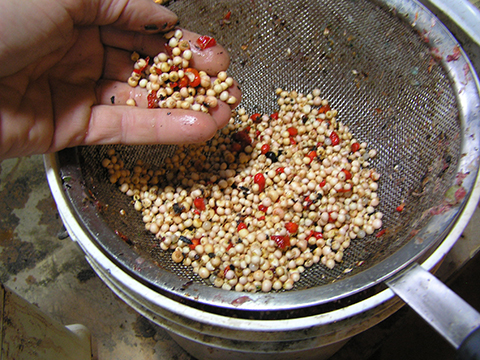 jack in the pulpit clean seed