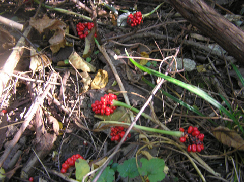 Jack in the pulpit