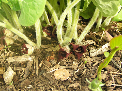 Wild ginger flowers