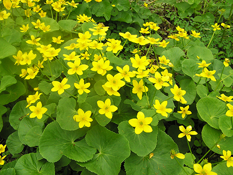 marsh marigold flowers