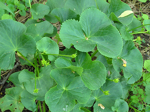 marsh marigold seed