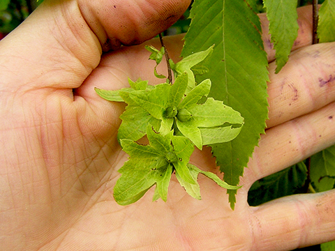 American hornbeam