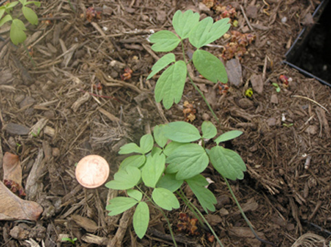 Blue cohosh sdlg