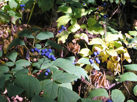 Blue cohosh