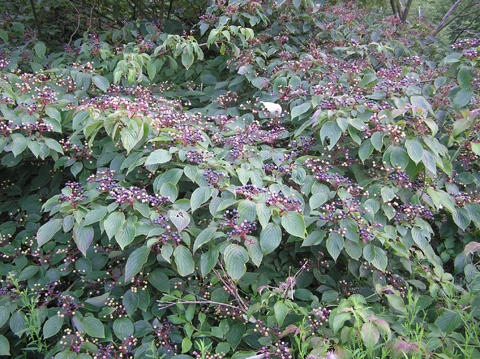 Pagoda dogwood