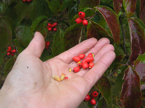 dogwood fruit