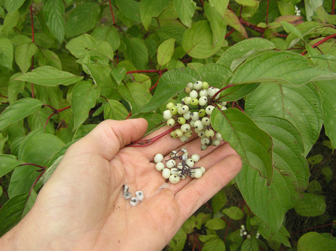 red twig dogwood