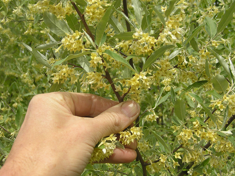 Eleagnus flowers