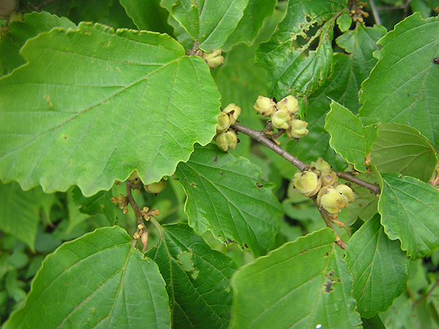 Hamamelis