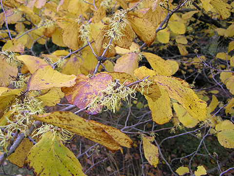 Witch hazel