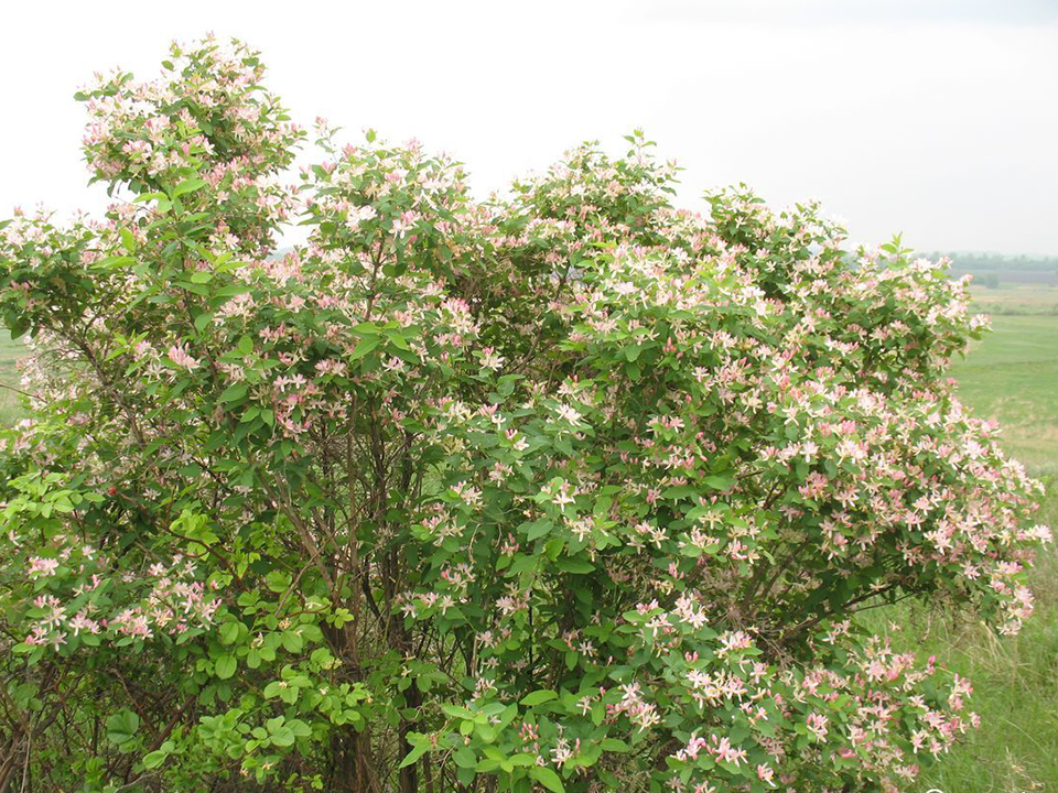 Honeysuckle flowers