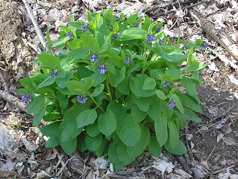 bluebell flowers