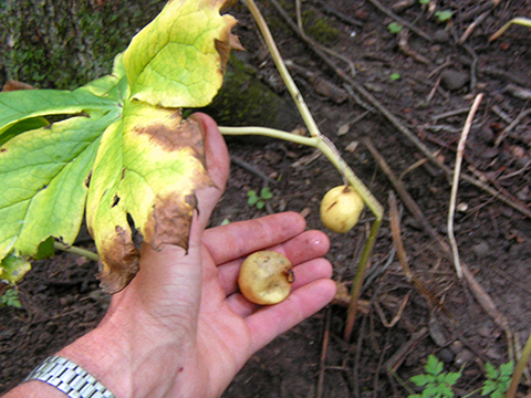 Mayapple fruit