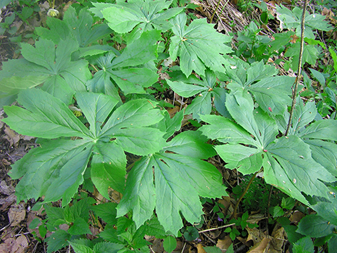 Mayapple plant