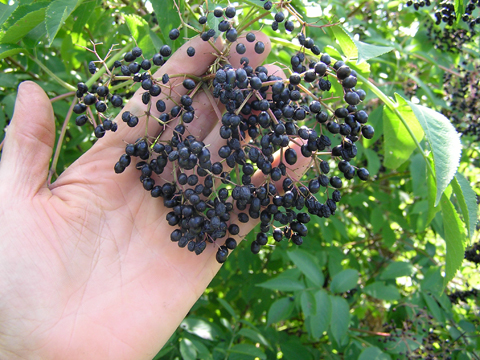 elderberry fruit