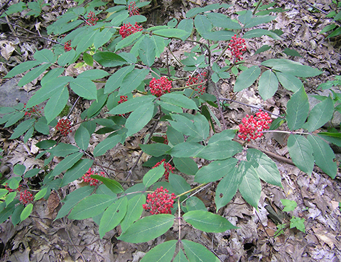 SDambucus racemosa