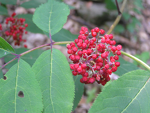 Sambucus racemosa