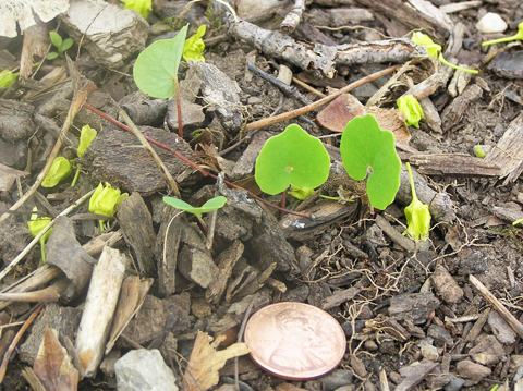 Blood root sdlg